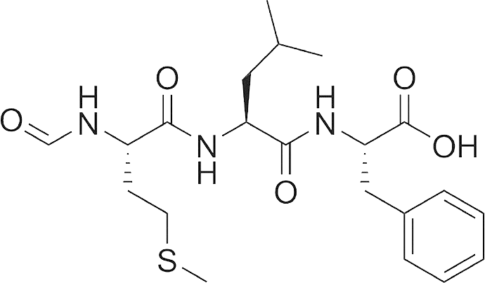 펩타이드PEPTIDE